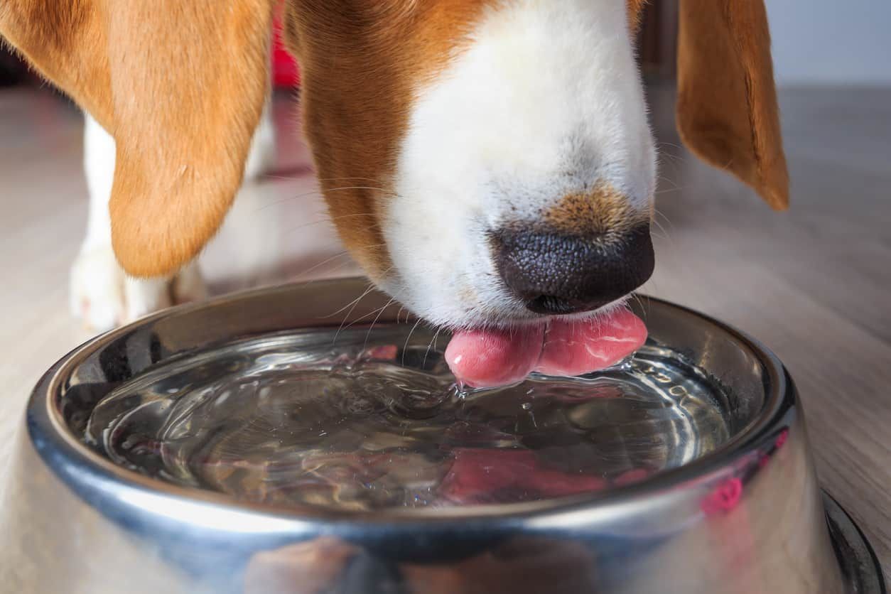 The Importance of Hydration in Pets - Ensuring Pets Stay Hydrated